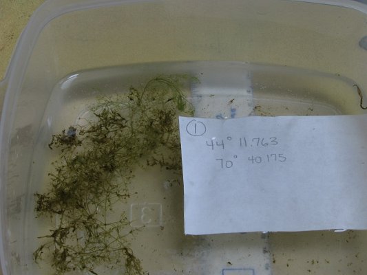 SITE1PURPLE BLADDERWORT